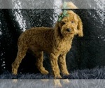 Small Photo #31 Maltipoo Puppy For Sale in WARSAW, IN, USA
