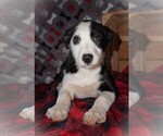 Puppy Hazel Border Collie