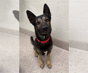 German Shepherd Dog-Unknown Mix Dogs for adoption in Brighton, CO, USA