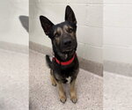 Small German Shepherd Dog Mix