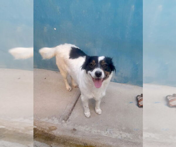 Medium Photo #10 Australian Shepherd-Unknown Mix Puppy For Sale in San Diego, CA, USA