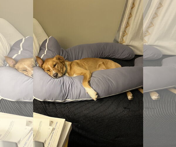 Medium Photo #3 Golden Retriever-Unknown Mix Puppy For Sale in Columbus, IN, USA