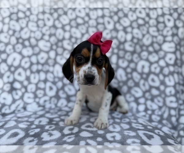 Medium Photo #1 Beagle Puppy For Sale in LAKELAND, FL, USA