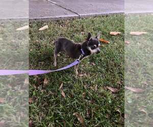 Chihuahua Dogs for adoption in Gulfport, MI, USA