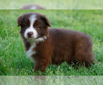 Small Photo #4 Miniature Australian Shepherd Puppy For Sale in HOUSTON, TX, USA