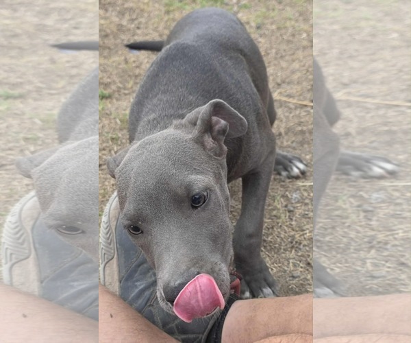 Medium Photo #14 American Pit Bull Terrier-Unknown Mix Puppy For Sale in Minneapolis, MN, USA