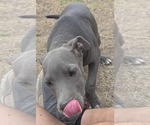 Small #13 American Pit Bull Terrier Mix