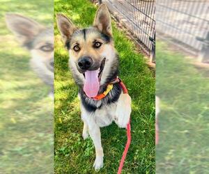 Medium German Shepherd Dog