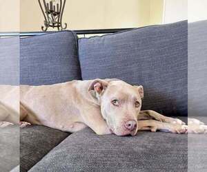 Priscilla (GA) a/k/a Prissy - Female Mutt Dog for Adoption - Photo #40