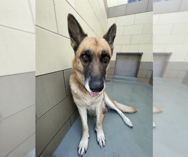 Medium Photo #2 German Shepherd Dog Puppy For Sale in Riverside, CA, USA