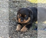 Puppy Black male Rottweiler