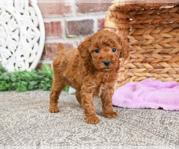 Medium Photo #10 Poodle (Miniature) Puppy For Sale in SYRACUSE, IN, USA