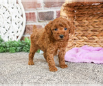 Small #9 Poodle (Miniature)