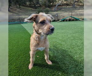 Mutt Dogs for adoption in Salinas, CA, USA