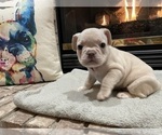 Small Photo #4 French Bulldog Puppy For Sale in OSHKOSH, WI, USA