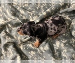 Small Photo #2 Dachshund Puppy For Sale in VISALIA, CA, USA