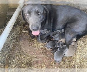 Mother of the Labrador Retriever puppies born on 12/20/2023