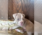 Puppy Cry Baby American Bully