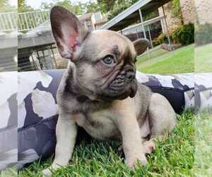 American French Bull Terrier Puppy for sale in CLIFTON, VA, USA