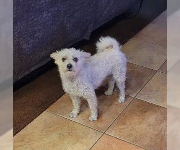 Medium Photo #2 Poodle (Miniature)-Unknown Mix Puppy For Sale in Las Vegas, NV, USA