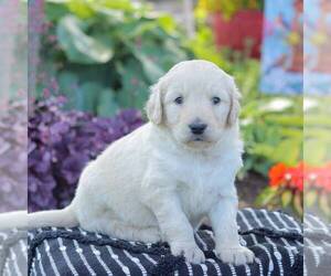 Goldendoodle Puppy for Sale in NEW ENTERPRISE, Pennsylvania USA
