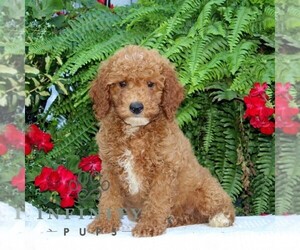 Cavapoo Puppy for sale in RISING SUN, MD, USA