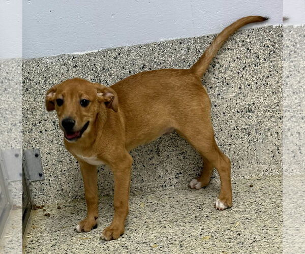 Medium Photo #3 Mutt Puppy For Sale in Mechanicsburg, PA, USA