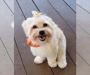 Chiki - Female Mutt Dog for Adoption - Photo #3