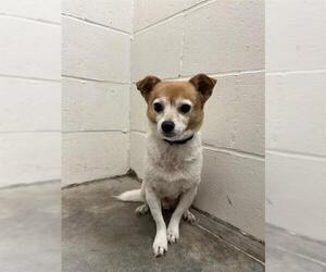 Chihuahua Dogs for adoption in Rosenberg, TX, USA