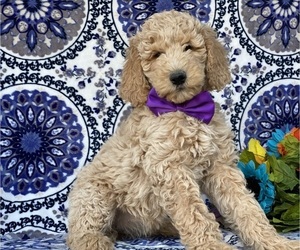 Poodle (Standard) Puppy for sale in LANCASTER, PA, USA