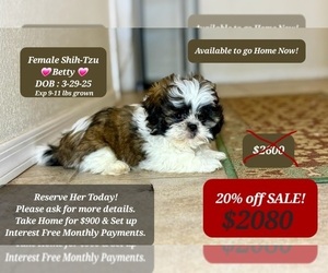 Shih Tzu Puppy for sale in TUCSON, AZ, USA