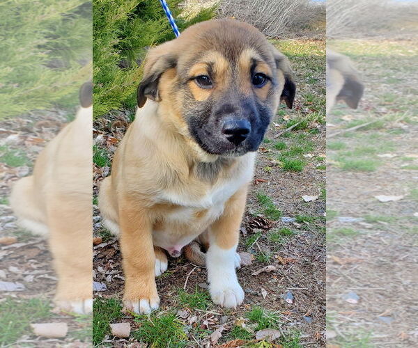 Medium Photo #7 Mutt Puppy For Sale in Bellevue, WA, USA
