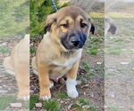 Small #6 Mutt