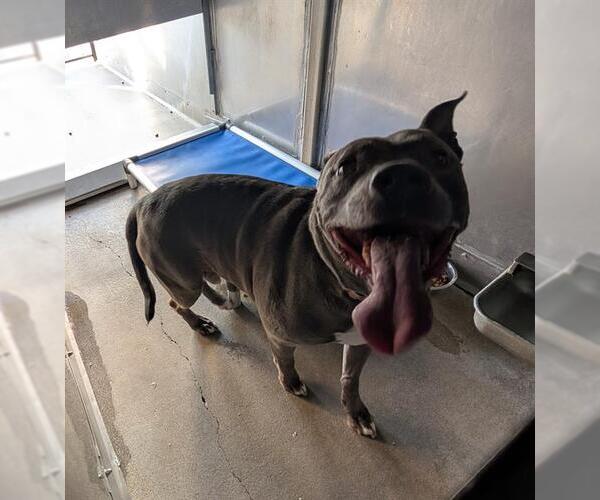 Medium Photo #1 American Pit Bull Terrier Puppy For Sale in Camarillo, CA, USA