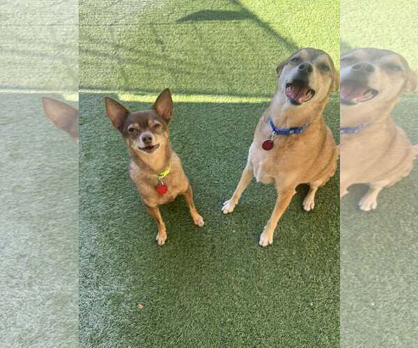 Medium Photo #4 Chihuahua-Unknown Mix Puppy For Sale in Tempe , AZ, USA