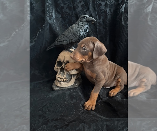 Medium Photo #6 Doberman Pinscher Puppy For Sale in YUCCA VALLEY, CA, USA