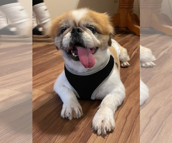 Medium Photo #1 Pekingese Puppy For Sale in St. Louis Park, MN, USA