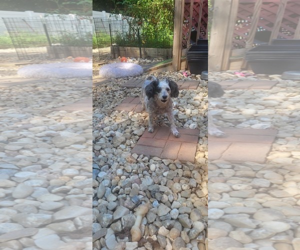 Medium Photo #1 Poodle (Miniature) Puppy For Sale in Thomasville, NC, USA