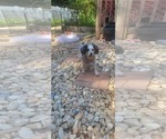 Small Poodle (Miniature)