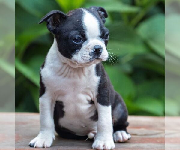 Medium Photo #2 Boston Terrier Puppy For Sale in MANHEIM, PA, USA