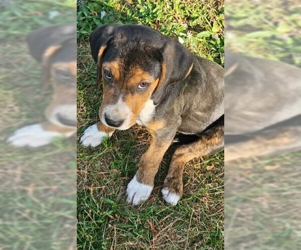Medium Photo #2 Mutt Puppy For Sale in Wakefield, RI, USA