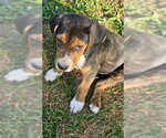 Small #1 Mutt
