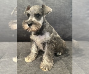 Schnauzer (Miniature) Puppy for sale in JEFFERSON, OR, USA