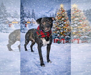 Mutt Dogs for adoption in Rustburg, VA, USA