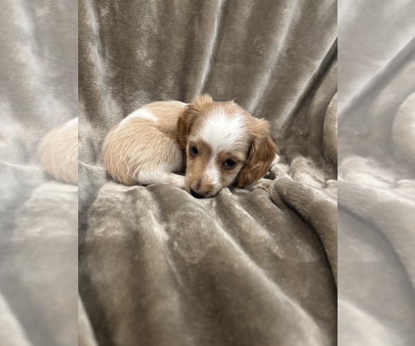 Medium Photo #3 Dachshund Puppy For Sale in DELTONA, FL, USA