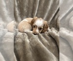 Small #2 Dachshund