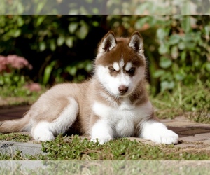 Siberian Husky Puppy for sale in CEDAR CREEK, TX, USA