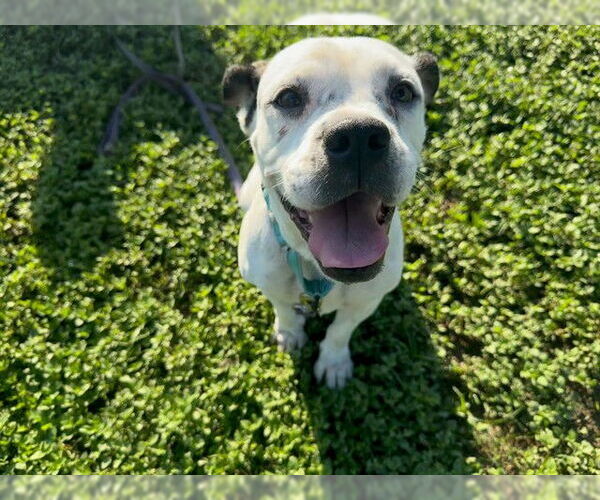 Medium Photo #2 Bogle Puppy For Sale in Ocala, FL, USA
