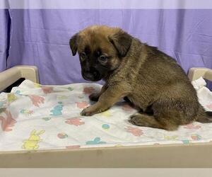 German Shepherd Dog-Unknown Mix Dogs for adoption in Modesto, CA, USA