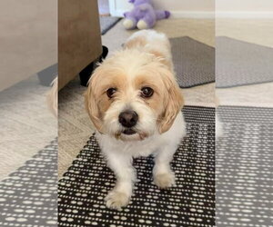 SAMMY - Male Colonial Cocker Spaniel-Shih Tzu Mix Dog for Adoption - Photo #2